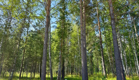 Участок № 14 в поселке Агат, площадь 19.05 соток