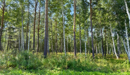 Участок № 17 в поселке Агат, площадь 19.05 соток