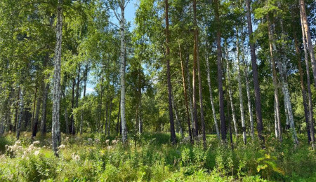 Участок № 19 в поселке Агат, площадь 19.05 соток