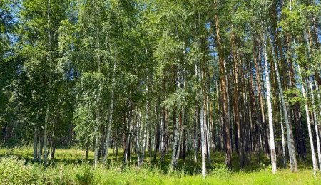 Участок № 21 в поселке Агат, площадь 41.16 соток