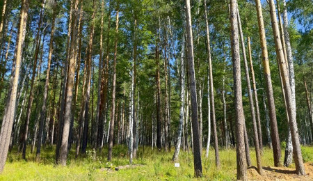 Участок № 22 в поселке Агат, площадь 19.19 соток