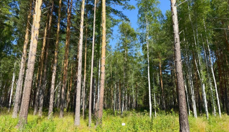 Участок № 29 в поселке Агат, площадь 18.00 соток