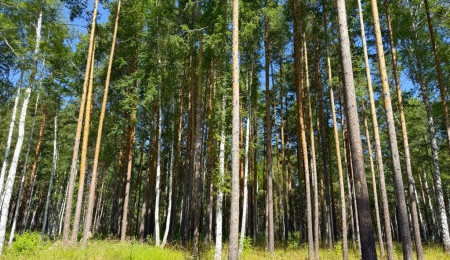 Участок № 30 в поселке Агат, площадь 18.00 соток