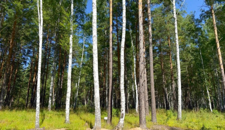 Участок № 31 в поселке Агат, площадь 18.00 соток