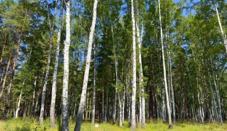 Участок № 32 в поселке Агат, площадь 18.00 соток