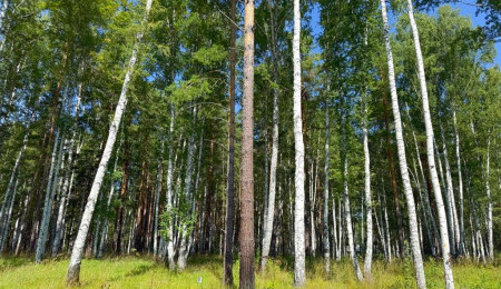 Участок № 33 в поселке Агат, площадь 18.00 соток