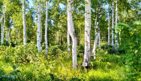 Участок № 22 в поселке Аист, площадь 8.86 соток