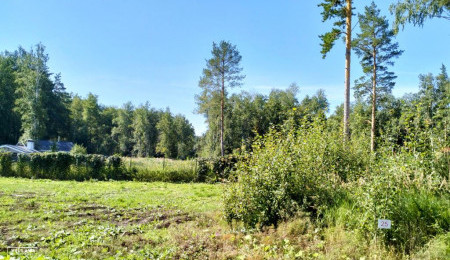 Участок № 25 в поселке Аист, площадь 8.18 соток