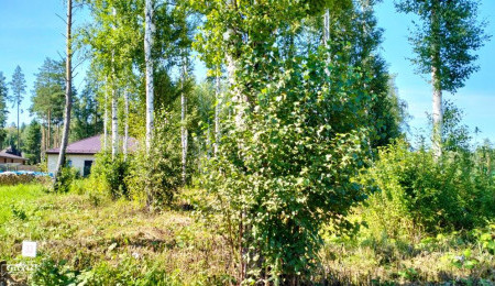 Участок № 33 в поселке Аист, площадь 11.23 соток