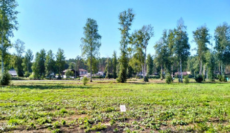 Участок № 53 в поселке Аист, площадь 8.49 соток