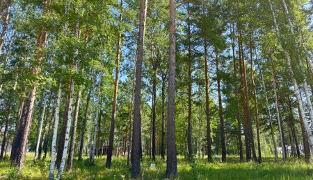 Участок № 39 в поселке Агат, площадь 14.50 соток