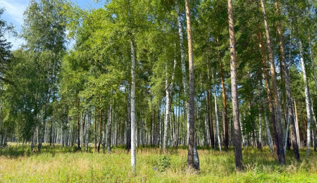 Участок № 47 в поселке Агат, площадь 10.03 соток