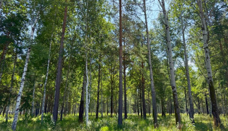 Участок № 53 в поселке Агат, площадь 10.03 соток