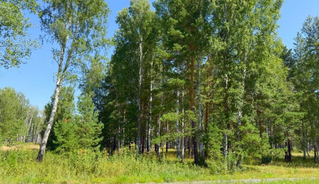 Участок № 55 в поселке Агат, площадь 9.87 соток