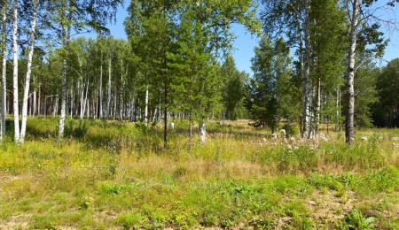 Участок № 56 в поселке Агат, площадь 11.60 соток