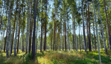 Участок № 60 в поселке Агат, площадь 11.54 соток