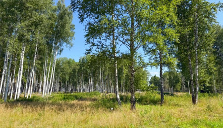 Участок № 61 в поселке Агат, площадь 15.33 соток