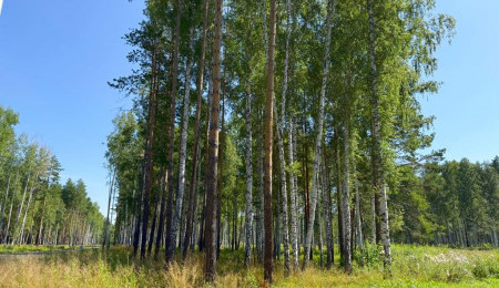 Участок № 66 в поселке Агат, площадь 10.12 соток