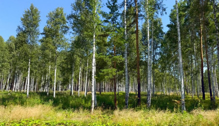 Участок № 68 в поселке Агат, площадь 11.61 соток