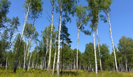 Участок № 75 в поселке Агат, площадь 13.93 соток