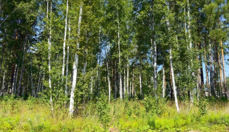 Участок № 52 в поселке Изумруд, площадь 18.92 соток