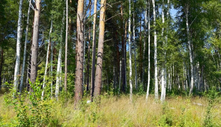 Участок № 53 в поселке Изумруд, площадь 19.20 соток