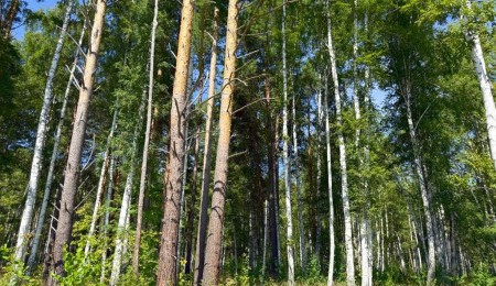 Участок № 61 в поселке Изумруд, площадь 17.56 соток
