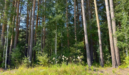 Участок № 19 в поселке Малахит, площадь 10.81 соток