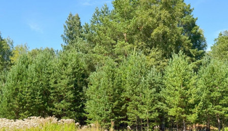 Земельный участок № 61 в Малахит, цена 620 000 руб/сотка