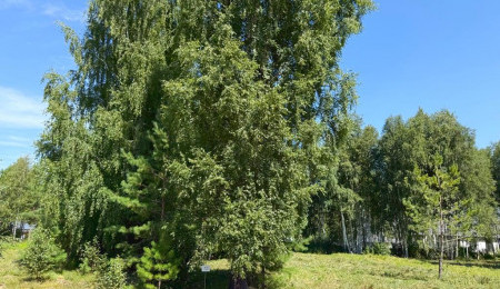 Участок № 72 в поселке Малахит, площадь 9.89 соток