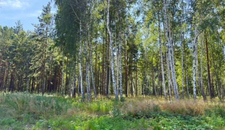 Участок № 44 в поселке Гранат, площадь 16.35 соток