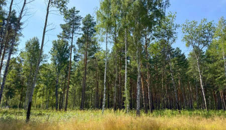 Участок № 50 в поселке Гранат, площадь 24.08 соток