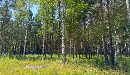 Участок № 51 в поселке Гранат, площадь 18.60 соток