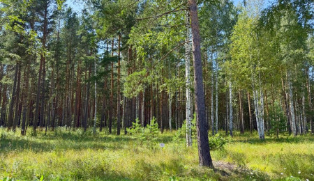 Участок № 52 в поселке Гранат, площадь 18.60 соток