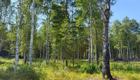 Участок № 56 в поселке Гранат, площадь 18.60 соток