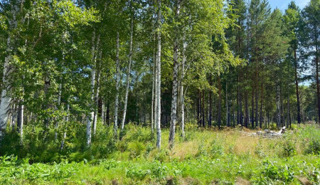 Участок № 87 в поселке Гранат, площадь 9.20 соток