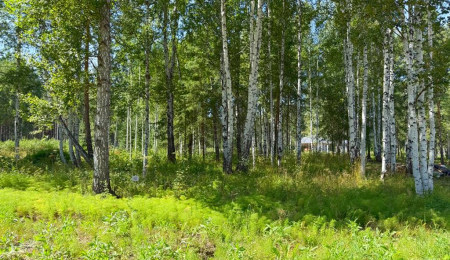 Участок № 92 в поселке Гранат, площадь 9.20 соток