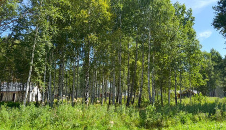 Участок № 115 в поселке Гранат, площадь 9.84 соток