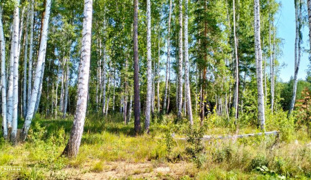 Участок № 30 в поселке Иволга, площадь 18.64 соток