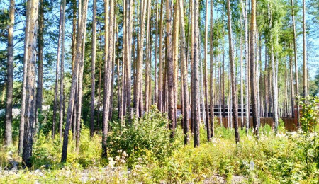 Участок № 34 в поселке Иволга, площадь 11.33 соток