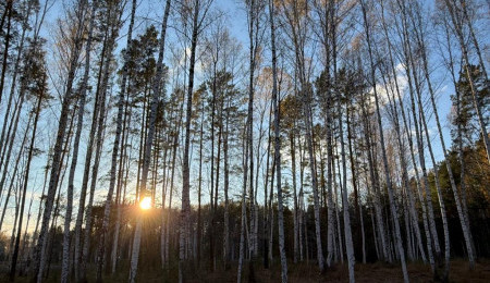 Участок № 4 в поселке Колибри, площадь 15.00 соток