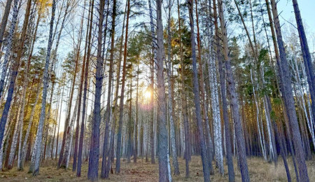 Участок № 9 в поселке Колибри, площадь 14.98 соток