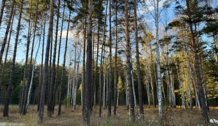 Участок № 14 в поселке Колибри, площадь 16.80 соток