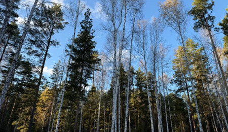 Участок № 16 в поселке Колибри, площадь 18.00 соток