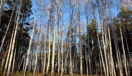 Участок № 24 в поселке Колибри, площадь 14.05 соток