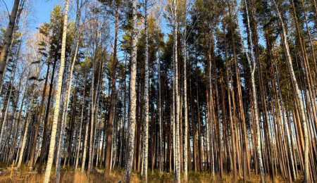 Участок № 25 в поселке Колибри, площадь 14.05 соток