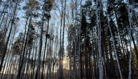 Участок № 31 в поселке Колибри, площадь 14.05 соток