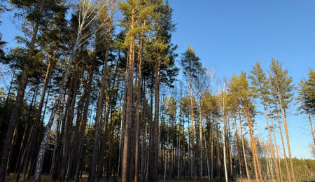 Участок № 37 в поселке Колибри, площадь 40.00 соток