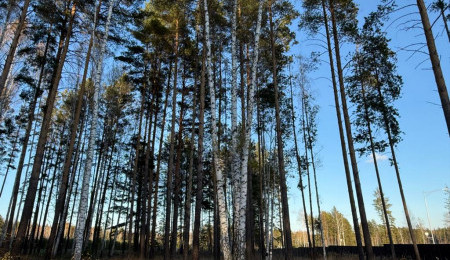 Участок № 46 в поселке Колибри, площадь 14.97 соток