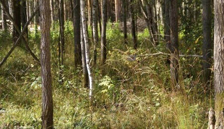 Участок № 39 - вид №4